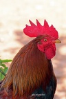 Bankivahuhn (Gallus gallus)